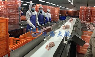 白條雞分揀機(jī)、整鴨分選機(jī)高效取代人工分揀，比人工快5倍